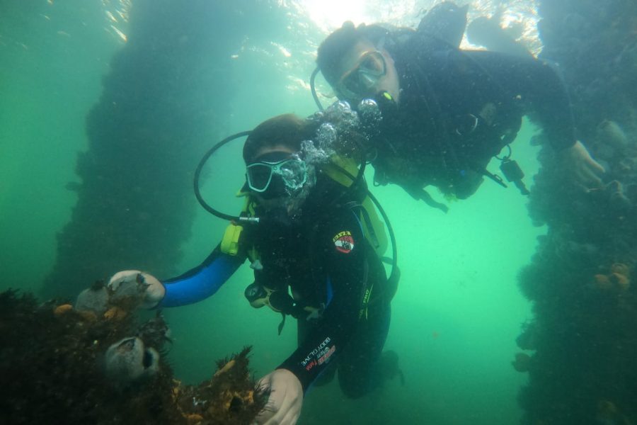 Buceo en Paracas