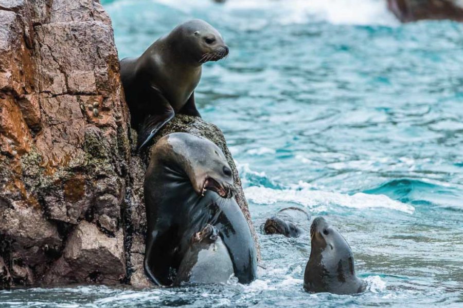 Tour Islas Ballestas + Mini Buggy por la Reserva Nacional de Paracas desde Ica